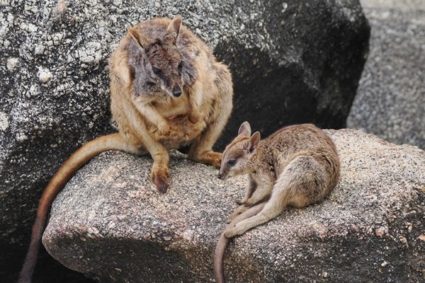 Rotskangoeroes in Australië